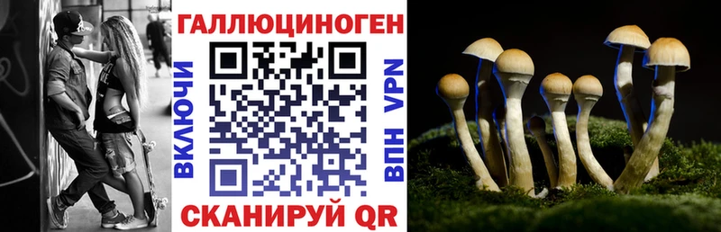 блэк спрут как войти  Вязьма  Псилоцибиновые грибы Psilocybine cubensis 